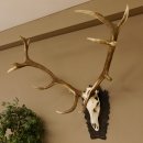 Rothirschgeweih 3-Stangen-Hirsch 12 ender Hirsch Höhe 122 cm Hirschgeweih Geweih geschnitztem Trophäenschild 70.1020
