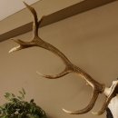 Rothirschgeweih 3-Stangen-Hirsch 12 ender Hirsch Höhe 122 cm Hirschgeweih Geweih geschnitztem Trophäenschild 70.1020