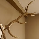 Rothirschgeweih 3-Stangen-Hirsch 12 ender Hirsch Höhe 122 cm Hirschgeweih Geweih geschnitztem Trophäenschild 70.1020