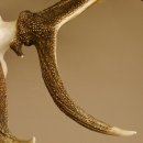 Rothirschgeweih 3-Stangen-Hirsch 12 ender Hirsch Höhe 122 cm Hirschgeweih Geweih geschnitztem Trophäenschild 70.1020