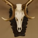 Rothirschgeweih 3-Stangen-Hirsch 12 ender Hirsch Höhe 122 cm Hirschgeweih Geweih geschnitztem Trophäenschild 70.1020