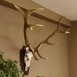 Rothirschgeweih 3-Stangen-Hirsch 12 ender Hirsch Höhe 122 cm Hirschgeweih Geweih geschnitztem Trophäenschild 70.1020