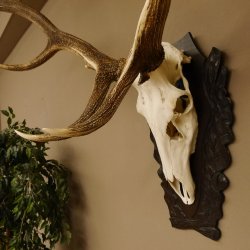 Rothirschgeweih 3-Stangen-Hirsch 12 ender Hirsch Höhe 122 cm Hirschgeweih Geweih geschnitztem Trophäenschild 70.1020