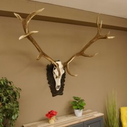 Rothirschgeweih 3-Stangen-Hirsch 12 ender Hirsch Höhe 122 cm Hirschgeweih Geweih geschnitztem Trophäenschild 70.1020