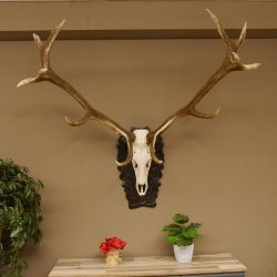 Rothirschgeweih 3-Stangen-Hirsch 12 ender Hirsch Höhe 122 cm Hirschgeweih Geweih geschnitztem Trophäenschild 70.1020