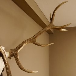 Rothirschgeweih 3-Stangen-Hirsch 12 ender Hirsch Höhe 122 cm Hirschgeweih Geweih geschnitztem Trophäenschild 70.1020