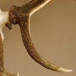 Rothirschgeweih 3-Stangen-Hirsch 12 ender Hirsch Höhe 122 cm Hirschgeweih Geweih geschnitztem Trophäenschild 70.1020