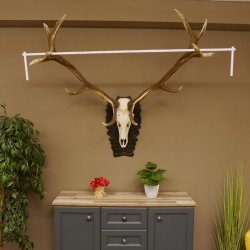 Rothirschgeweih 3-Stangen-Hirsch 12 ender Hirsch Höhe 122 cm Hirschgeweih Geweih geschnitztem Trophäenschild 70.1020