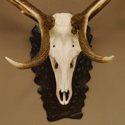 Rothirschgeweih 3-Stangen-Hirsch 12 ender Hirsch Höhe 122 cm Hirschgeweih Geweih geschnitztem Trophäenschild 70.1020