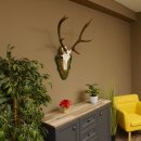 Rothirschgeweih 8 ender Hirsch Höhe 80 cm...