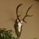 Rothirschgeweih 8 ender Hirsch Höhe 80 cm Hirschgeweih Geweih geschnitztem Trophäenschild 70.1025
