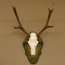 Rothirschgeweih 8 ender Hirsch Höhe 80 cm Hirschgeweih Geweih geschnitztem Trophäenschild 70.1025