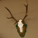 Rothirschgeweih 8 ender Hirsch Höhe 80 cm Hirschgeweih Geweih geschnitztem Trophäenschild 70.1025