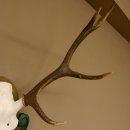 Rothirschgeweih 8 ender Hirsch Höhe 80 cm Hirschgeweih Geweih geschnitztem Trophäenschild 70.1025