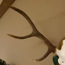 Rothirschgeweih 8 ender Hirsch Höhe 80 cm Hirschgeweih Geweih geschnitztem Trophäenschild 70.1025