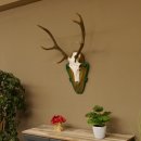 Rothirschgeweih 8 ender Hirsch Höhe 80 cm Hirschgeweih Geweih geschnitztem Trophäenschild 70.1025