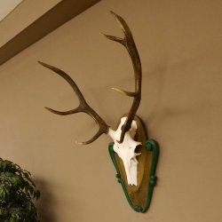Rothirschgeweih 8 ender Hirsch Höhe 80 cm Hirschgeweih Geweih geschnitztem Trophäenschild 70.1025