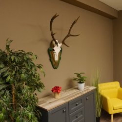 Rothirschgeweih 8 ender Hirsch Höhe 80 cm Hirschgeweih Geweih geschnitztem Trophäenschild 70.1025