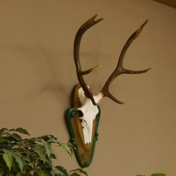 Rothirschgeweih 8 ender Hirsch Höhe 80 cm Hirschgeweih Geweih geschnitztem Trophäenschild 70.1025