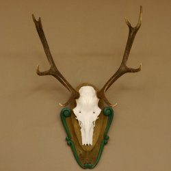 Rothirschgeweih 8 ender Hirsch Höhe 80 cm Hirschgeweih Geweih geschnitztem Trophäenschild 70.1025