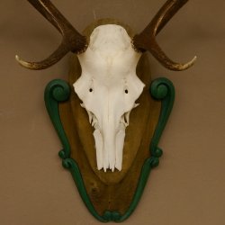 Rothirschgeweih 8 ender Hirsch Höhe 80 cm Hirschgeweih Geweih geschnitztem Trophäenschild 70.1025