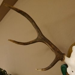 Rothirschgeweih 8 ender Hirsch Höhe 80 cm Hirschgeweih Geweih geschnitztem Trophäenschild 70.1025