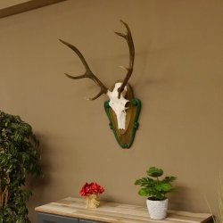 Rothirschgeweih 8 ender Hirsch Höhe 80 cm Hirschgeweih Geweih geschnitztem Trophäenschild 70.1025