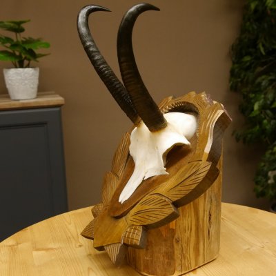 Gamsgeweih Geiß SL 19,7 cm Gams Gems Geweih auf geschnitztem Trophäenschild
