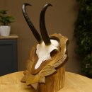 Gamsgeweih Geiß SL 19,7 cm Gams Gems Geweih auf geschnitztem Trophäenschild