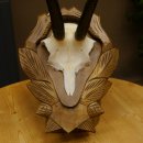 Gamsgeweih Geiß SL 19,7 cm Gams Gems Geweih auf geschnitztem Trophäenschild