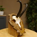 Gamsgeweih Geiß SL 19,7 cm Gams Gems Geweih auf geschnitztem Trophäenschild