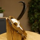 Gamsgeweih Geiß SL 19,7 cm Gams Gems Geweih auf geschnitztem Trophäenschild