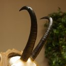 Gamsgeweih Geiß SL 19,7 cm Gams Gems Geweih auf geschnitztem Trophäenschild