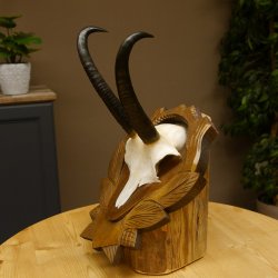 Gamsgeweih Geiß SL 19,7 cm Gams Gems Geweih auf geschnitztem Trophäenschild