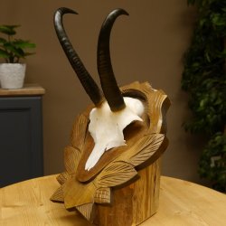 Gamsgeweih Geiß SL 19,7 cm Gams Gems Geweih auf geschnitztem Trophäenschild