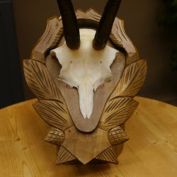 Gamsgeweih Geiß SL 19,7 cm Gams Gems Geweih auf geschnitztem Trophäenschild