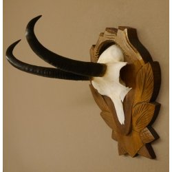 Gamsgeweih Geiß SL 19,7 cm Gams Gems Geweih auf geschnitztem Trophäenschild