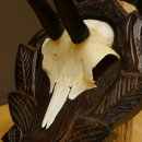 Gamsgeweih Geiß SL 17,8 cm Gams Gems Geweih auf geschnitztem Trophäenschild 47.272