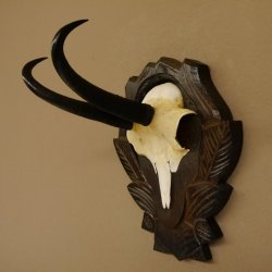 Gamsgeweih Geiß SL 17,8 cm Gams Gems Geweih auf geschnitztem Trophäenschild 47.272
