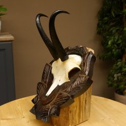 Gamsgeweih Geiß SL 17,8 cm Gams Gems Geweih auf geschnitztem Trophäenschild 47.272