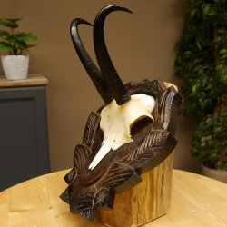 Gamsgeweih Geiß SL 17,8 cm Gams Gems Geweih auf geschnitztem Trophäenschild 47.272