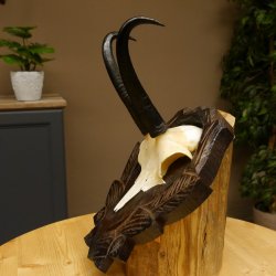 Gamsgeweih Geiß SL 17,8 cm Gams Gems Geweih auf geschnitztem Trophäenschild 47.272