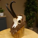 Gamsgeweih Geiß SL 20,4 cm Gams Gems Geweih auf...