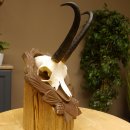 Gamsgeweih Geiß SL 20,4 cm Gams Gems Geweih auf geschnitztem Trophäenschild 47.273