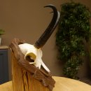 Gamsgeweih Geiß SL 20,4 cm Gams Gems Geweih auf geschnitztem Trophäenschild 47.273