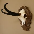 Gamsgeweih Geiß SL 20,4 cm Gams Gems Geweih auf geschnitztem Trophäenschild 47.273