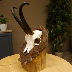 Gamsgeweih Geiß SL 20,4 cm Gams Gems Geweih auf geschnitztem Trophäenschild 47.273