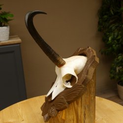 Gamsgeweih Geiß SL 20,4 cm Gams Gems Geweih auf geschnitztem Trophäenschild 47.273