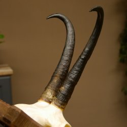 Gamsgeweih Geiß SL 20,4 cm Gams Gems Geweih auf geschnitztem Trophäenschild 47.273