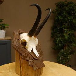 Gamsgeweih Geiß SL 20,4 cm Gams Gems Geweih auf geschnitztem Trophäenschild 47.273